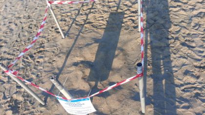 Tartarughe marine, scoperto un nido dopo la schiusa sulla spiaggia di Gianola-Santo Janni, a Formia
