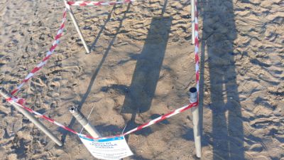 Il nido scoperto a Formia